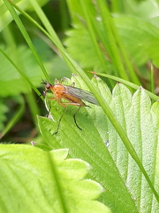 Empis stercorea