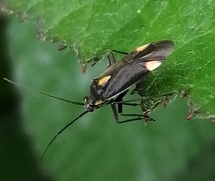 Capsodes flavomarginatus