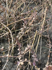 Bacopa caroliniana image