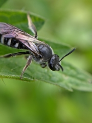 Lasioglossum sexnotatum