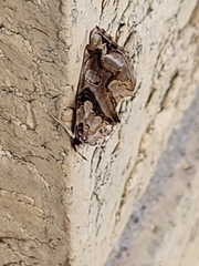 Plusiodonta compressipalpis