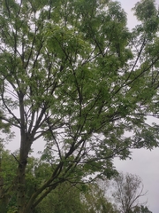 Fraxinus excelsior