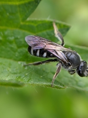 Lasioglossum sexnotatum
