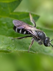 Lasioglossum sexnotatum