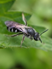 Lasioglossum sexnotatum