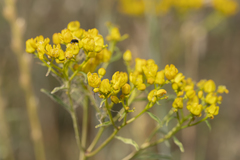 Haplophyllum buxbaumii