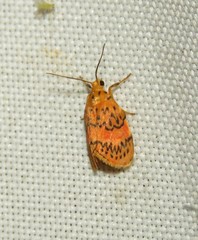 Barsinella mirabilis