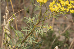 Haplophyllum buxbaumii