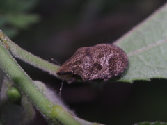 Hotea curculionoides