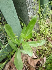 Hylotelephium maximum maximum