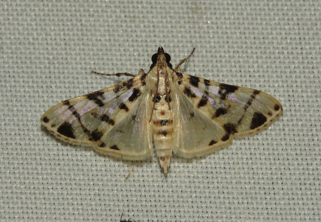 Azochis cirrhigeralis