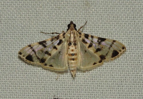 Azochis cirrhigeralis