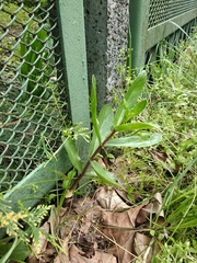 Hylotelephium maximum maximum