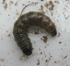 Apamea monoglypha