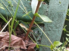 Hylotelephium maximum maximum