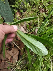 Hylotelephium maximum maximum