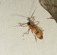 Graptocleptes
