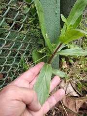 Hylotelephium maximum maximum