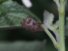 Hotea curculionoides