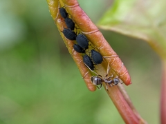 Aphididae