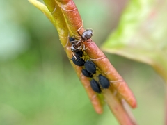 Aphididae