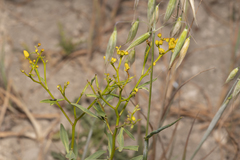 Haplophyllum buxbaumii