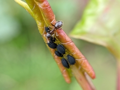 Aphididae