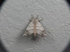 Olceclostera seraphica