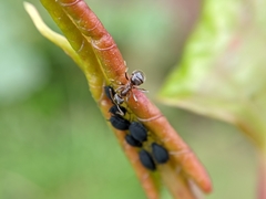 Aphididae