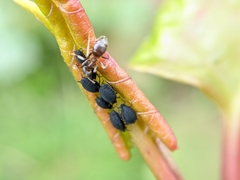 Aphididae