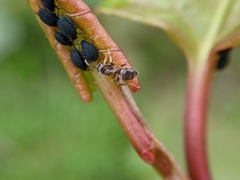 Aphididae