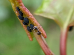 Aphididae