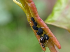 Aphididae