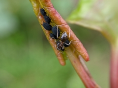 Aphididae
