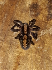 Ctenus hibernalis