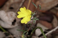 Hibbertia gracilipes