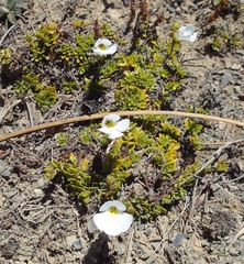 Ourisia caespitosa