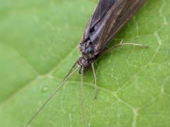 Trichoptera