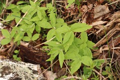 Cardamine altaica