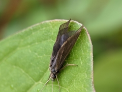 Trichoptera