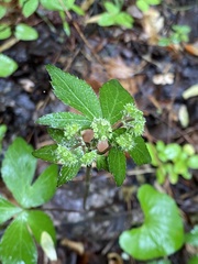 Sanicula smallii