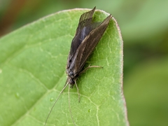 Trichoptera