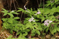 Cardamine altaica
