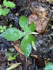 Sanicula smallii