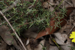 Hibbertia gracilipes