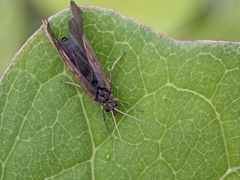 Trichoptera