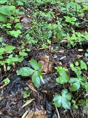 Sanicula smallii