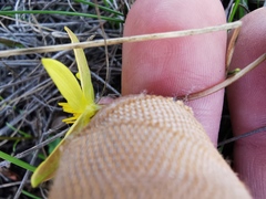 Pauridia curculigoides