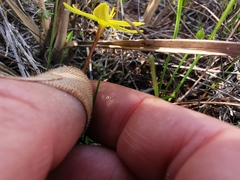 Pauridia curculigoides