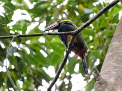 Selenidera reinwardtii